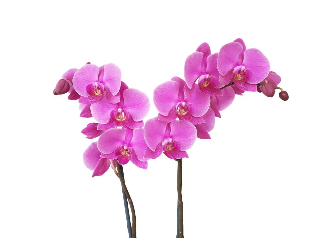 Orquídeas de 2 Varas