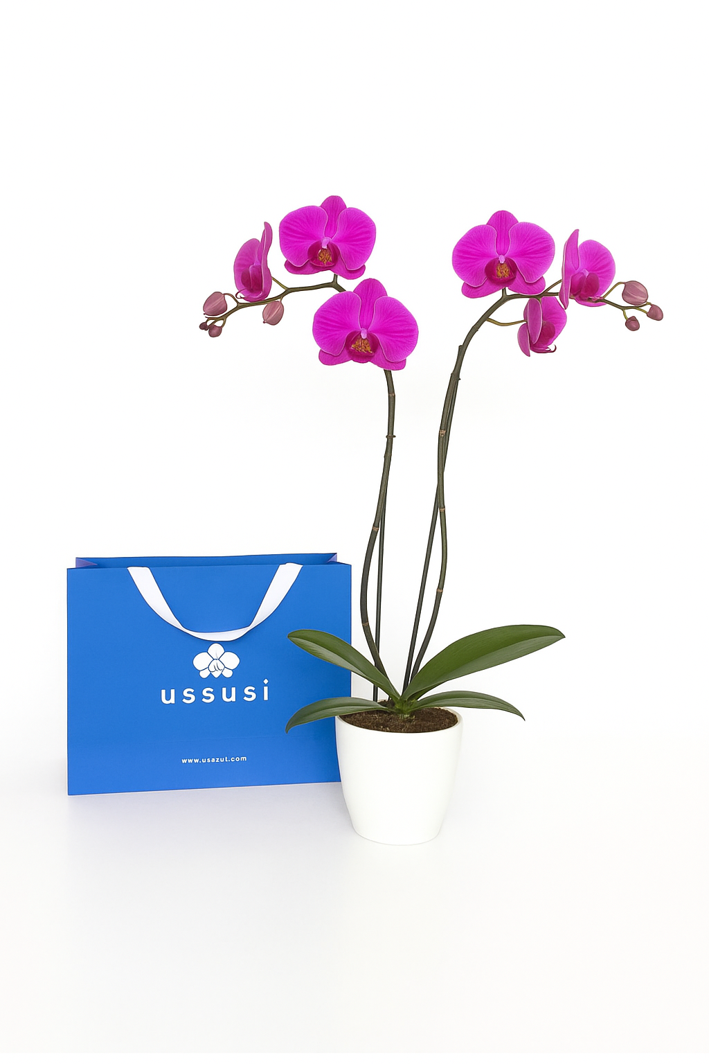 Orquídea Fucsia Regalo
